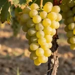 vinice Chardonnay v Burgundsku, Côte de Beaune