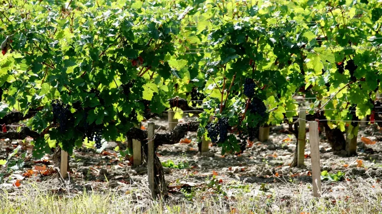 Vinice Cabernet Sauvignon v Château Margaux, Bordeaux