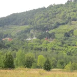 Vinobraní 2026 v Ústeckém kraji: zdravé hrozny, menší sklizeň