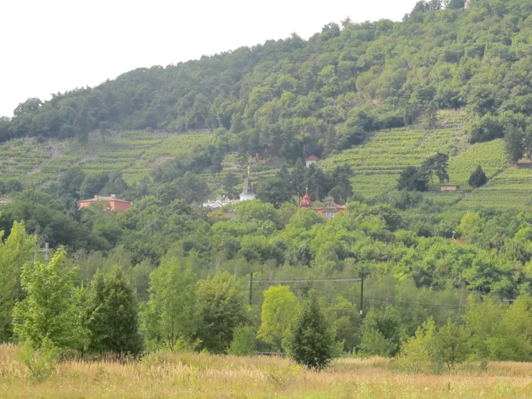 Terasovité vinice na zalesněném svahu vrchu Hněvín nad Mostem v Ústeckém kraji