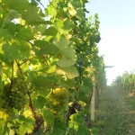 Vinobraní 2026 na Moravě končí: sklizeň je nižší